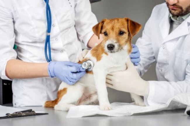 الطب البيطري
